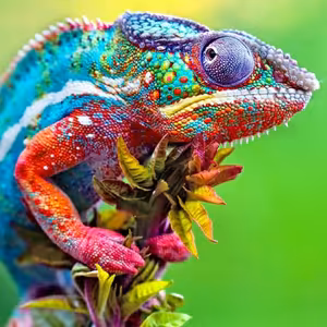 SENDVIČ (Zvieratká)