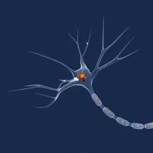 KB #20 CNS, Nervy, Neuróny a ich regeneračný elektrický prúd