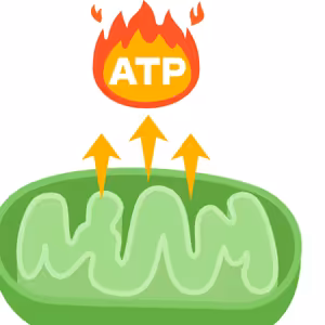 KB #8 Sodno-Draselná pumpa alias dôkaz, že ATP nie je zdrojom energie