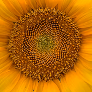 KB #13 Zlatý rez, Fibonacciho postupnosť a Voda