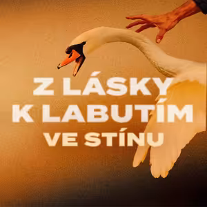 Krmila stovky labutí. Jeden večer skončila spoutaná na dlažbě