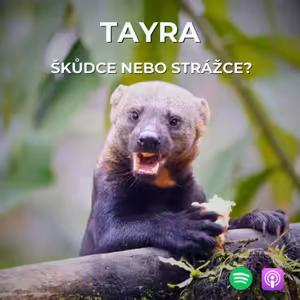 66: Ochránce zásob nebo zloděj slepic? | Tayra