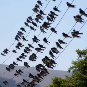 Kristína Royová - Ako prišli laštovičky domov