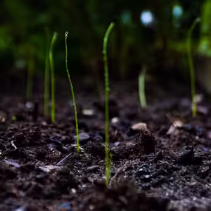 Lou Reed - Perfect Day - Takhle jsem to nemyslel #1