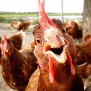 Poplach v slepičím rajónu 1