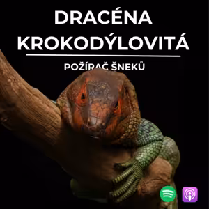 75: Požírač šneků | Dracéna krokodýlovitá