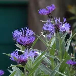 Vlákna Stvoření – živé vysílání