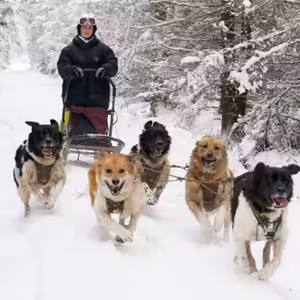 Sandra Hutařová, musherka | Podcasty Kraje Vysočina