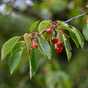 Zbrkle uřezaná větev