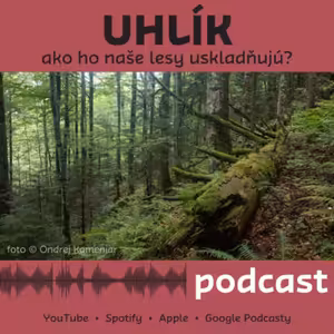 Akú rolu hrajú lesy v klimatickej kríze?