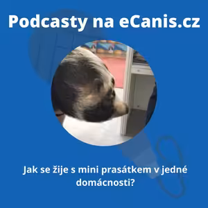 Jak se žije s mini prasátkem v jedné domácnosti?