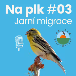 Na plk #03 : Jak využít migraci k ptáčkaření i o tom, že na pohlaví, stáří a zpěvu záleží!