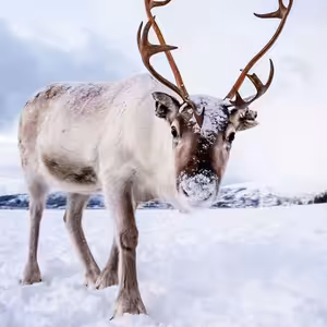 Animalium: Vánoční sob (teaser)