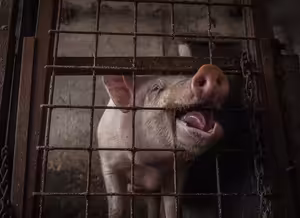 Kamery na jatkách: ano, ale…