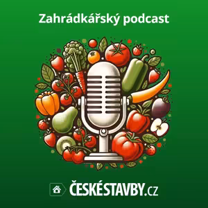 Vánoční stromky: jaký vybrat, aby vydržel? A který je nejohleduplnější k přírodě?