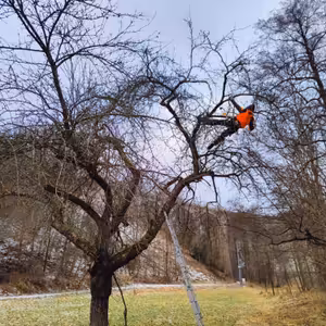 #05: Nejčastější chyby u řezu ovocných stromů