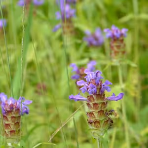 Sezónny receptár - čiernohlávok obyčajný, chlpánik obyčajný, kozobrada, vlčí mak a medovka