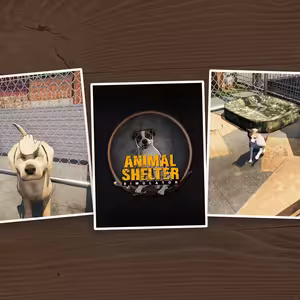 #35 Animal Shelter: Simulátor útulku pre domácich miláčikov