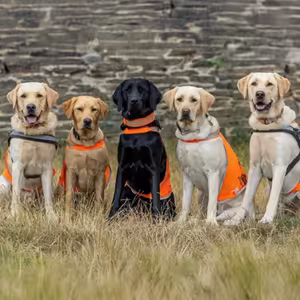 Jak se rodí vodicí pes: Cesta od štěněte k pomocníkovi