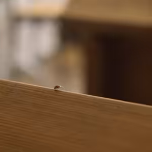 Bohoslužby do ucha na neděli 15. listopadu