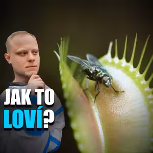 Masožravka zavírá past díky změknutí buněčných stěn | Vědátornews