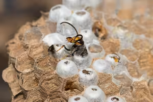H. Proková: Jar bude z pohľadu sršňa ázijského kritická