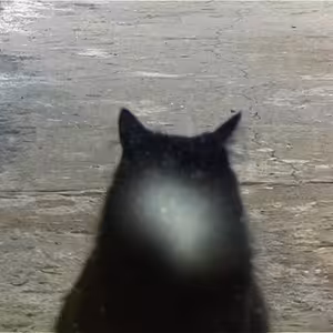 Fotograf Gallery - Malé dějiny fotopastí (Tereza Rudolf, Vojtěch Märc)