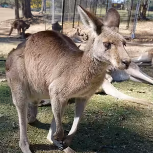 S1E4: AUSTRÁLIA – Klokany sú strašné korby