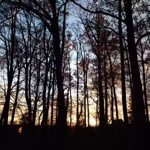 Vietor - Hybajúce sa koruny stromov vo vetre