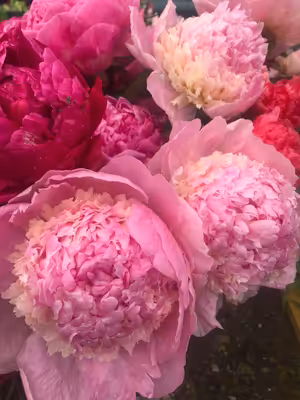 Lesní Stezkou #85 Bylinkový minimalismus