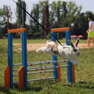 Králičí hop (Karolína Dunajčíková)