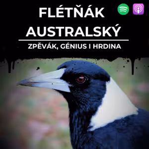 90: FLÉTŇÁK AUSTRALSKÝ | Zpěvák, génius i hrdina