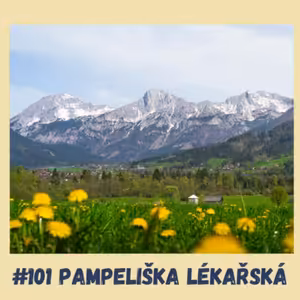 #101 PAMPELIŠKA LÉKAŘSKÁ / epigenetika, diabetes, játra, žlučník, ledviny, trávení, protizánětlivé účinky, antimikrobiální účinky, cholesterol, dna