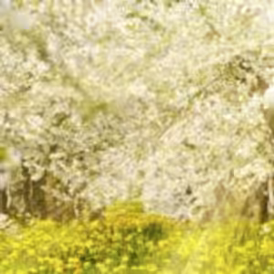 HOROSKOPY: Ryby, láska je hybnou silou vesmíru. Zamilované páry potěší večer ve dvou