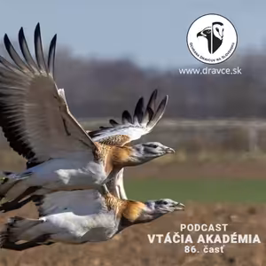 Postihnutý papagáj sa stal šéfom kŕdľa