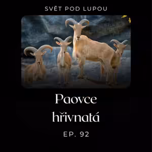 #92: Paovce hřivnatá