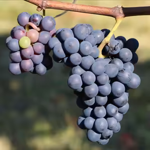 Kálebův pohled víry