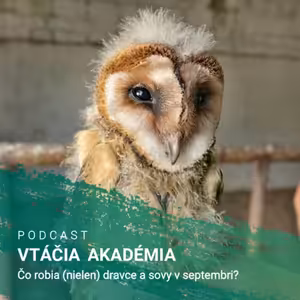 Čo robia (nielen) dravce a sovy v septembri?