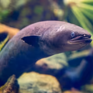 O historii života i rybolovu úhořů 2. díl