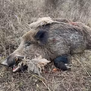 Odlov divokých prasat v Mostě.