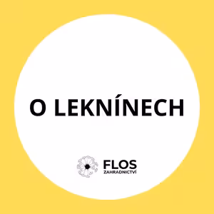 O leknínech