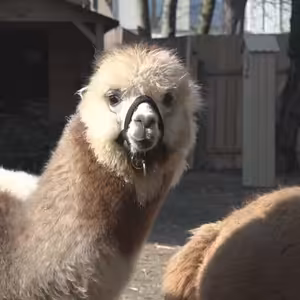 Tři lamí kluci v Mostě.