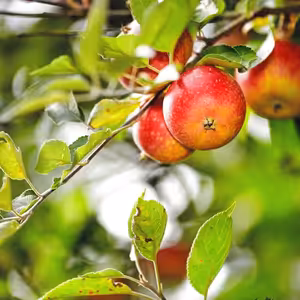 Přinášejme dobré ovoce života