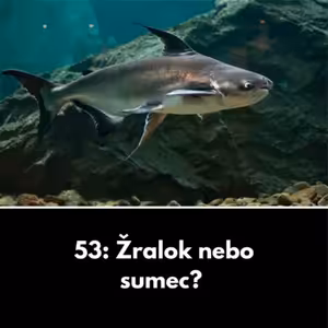 53: Žralok nebo sumec?