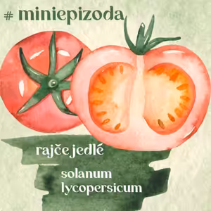 #miniepizoda Rajčata