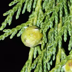 Nootka - kanadsky ceder