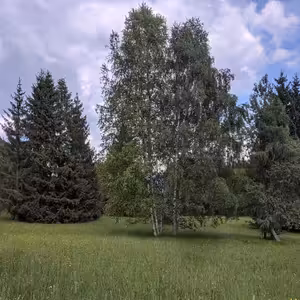 Lesná cesta za Pribylinou