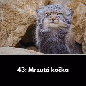 43: Mrzutá kočka