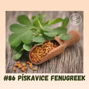 #86 PÍSKAVICE ŘECKÉ SENO FENUGREEK / regenerace po porodu, kojení, zvýšení testosteronu, sportovní výkonnost, cholesterol, diabetes, laktační poradkyně, menopauza, hubnutí