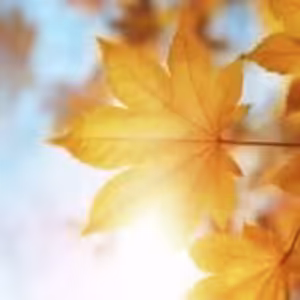 HOROSKOPY: Váhy, jedni mají šanci na lásku, zatímco jiní mohou prožívat milostná zklamání